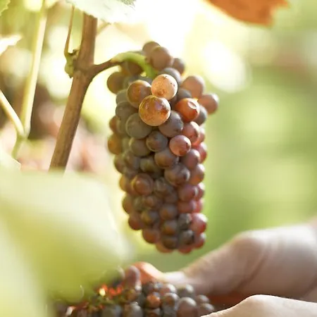 Gastehaus Im Weingut Schloss Proschwitz Konukevi 3*